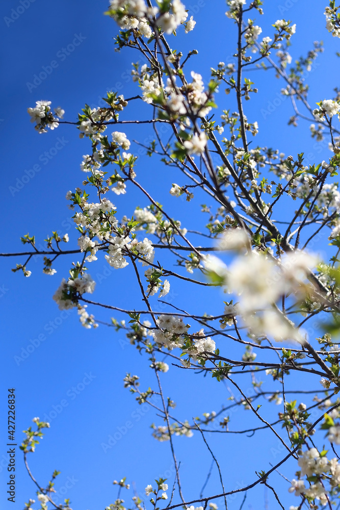 Spring blossoms on a tree. Selective focus.