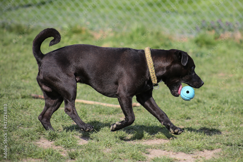Patterdale Terrier playing with a ball in meadow