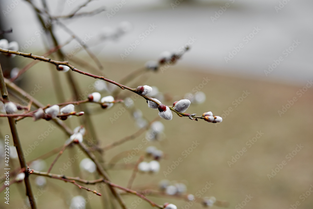 Spring seals, spring awakening concept with copy space Spring seals, spring awakening concept with copy space