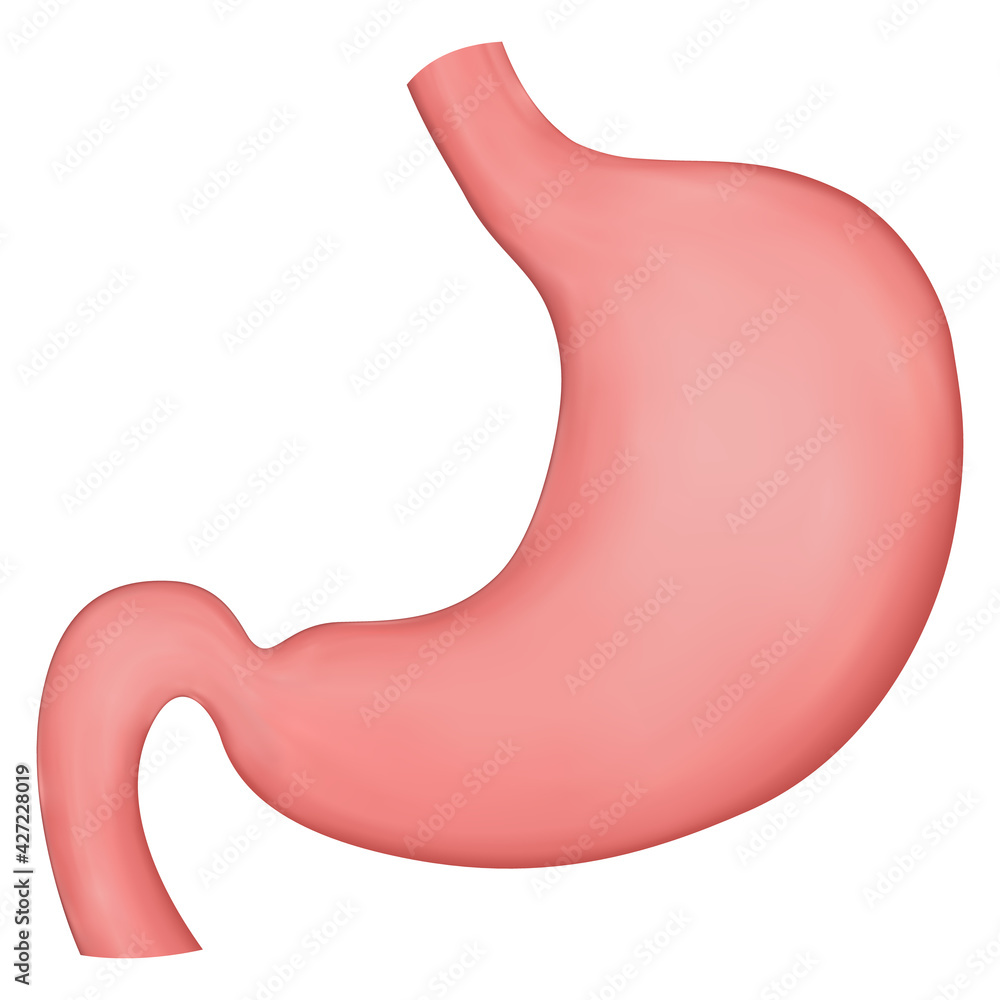 Vector realistic illustration of stomach. Element for medical brochures or textbooks. Vector realistic illustration of stomach. Element for medical brochures or textbooks.