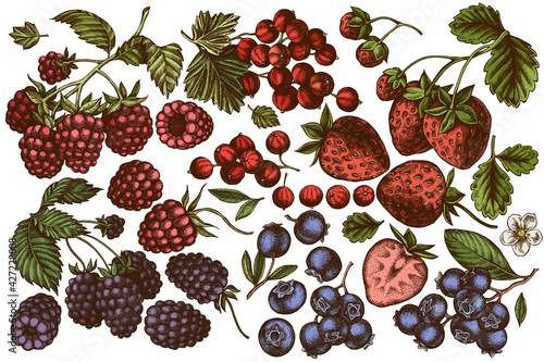 Vector set of hand drawn colored strawberry, blueberry, red currant, raspberry, blackberry