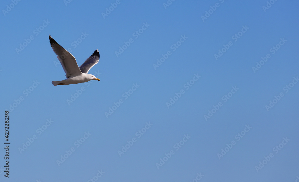 Fototapeta premium seagull flying with blue sky, space for text.
