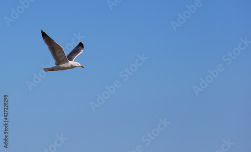 seagull flying with blue sky, space for text. © Fernando