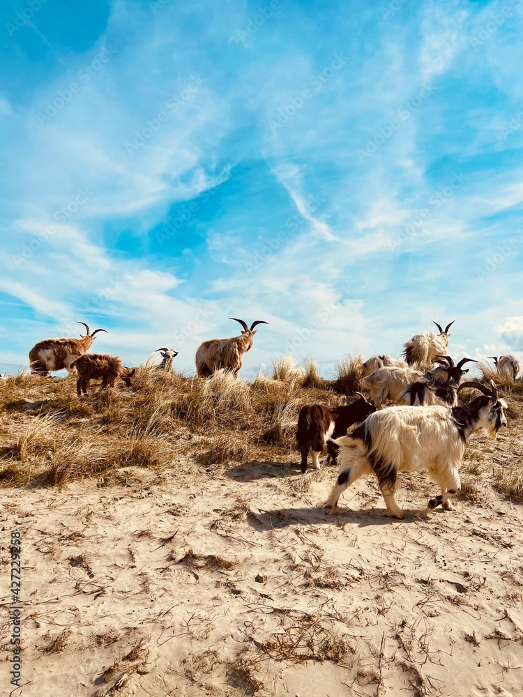 herd of goats on the beach