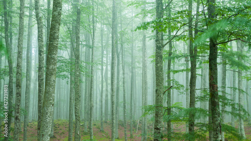 Bosque en Sierra de Aralar, Navarra © jordi