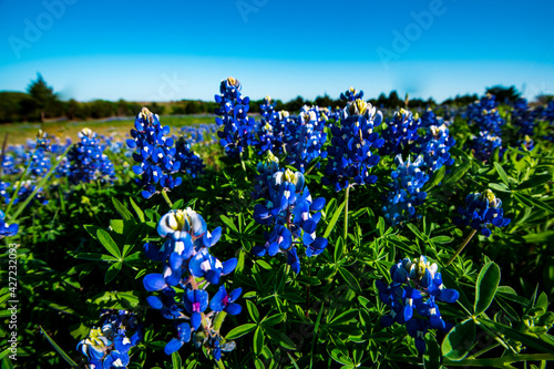 Blue bonnets in the spring