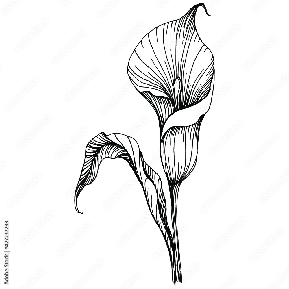 Tropical flower calla by hand drawing. Lilium floral logo or tattoo ...