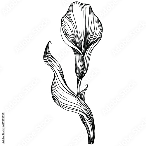 Tropical flower calla by hand drawing. Lilium  floral logo or tattoo highly detailed in line art style concept. Black and white clip art isolated. Antique vintage engraving illustration for emblem.
