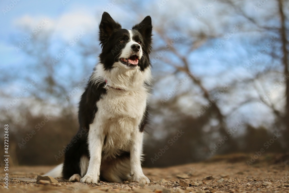 Happy Border Collie Sits Outside during Daytime. Obedient Black and White Dog in Nature.