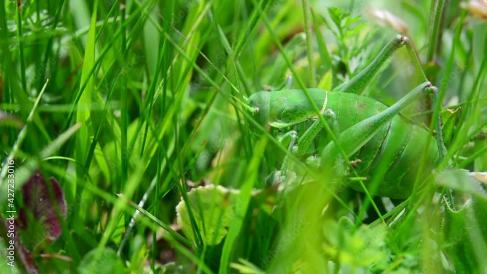 Big green grass hopper hiding in green grass Big green grass hopper hiding in green grass