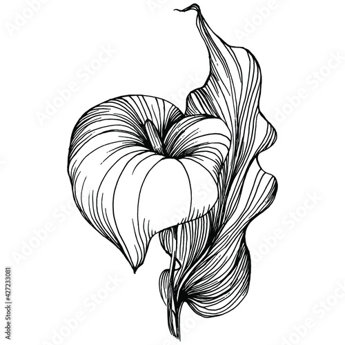 Tropical flower calla by hand drawing. Lilium floral logo or tattoo highly detailed in line art style concept. Black and white clip art isolated. Antique vintage engraving illustration for emblem.