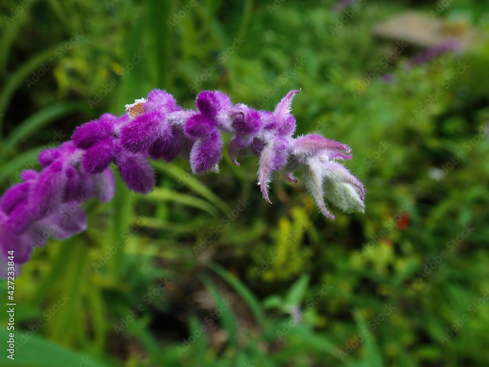 Obraz premium Purple flower growing outdoors