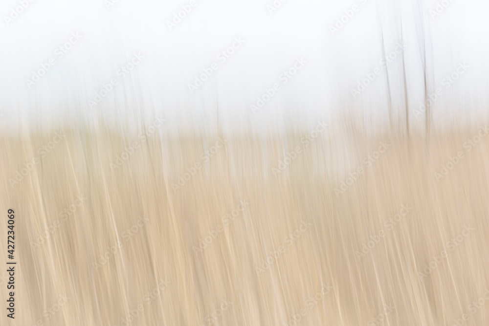 Blurred wheat field in the morning for background