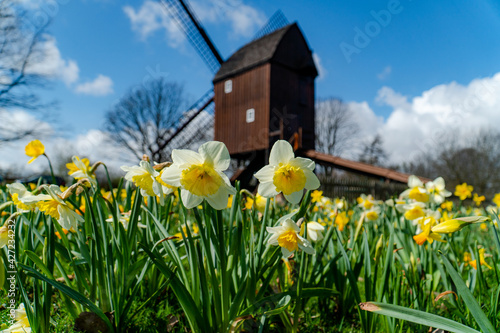 Daffodil field with a old wooden windmill in the back with blue sky