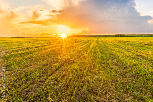 Scenic view at beautiful spring sunset in a green shiny field with green grass and golden sun rays, deep blue cloudy sky on a background , forest and country road, summer valley landscape