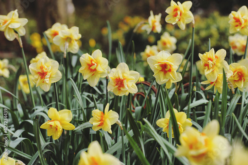 Fototapeta Naklejka Na Ścianę i Meble -  Narcissus 'Jersey Torch'  double daffodils in flower