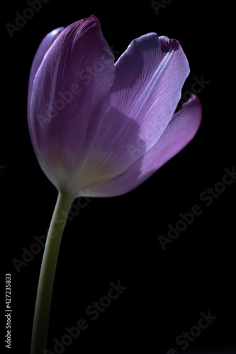 Beautifully purple tulip rises from a black background. Focus on the petals, narrow depth of field. Vertical photo