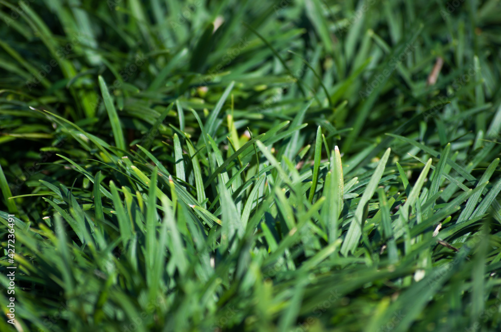 Fototapeta premium green grass background