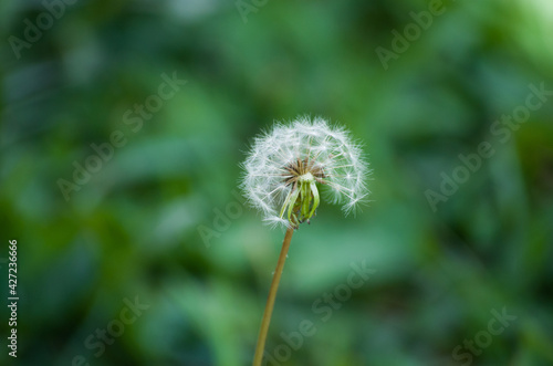 Fototapeta Naklejka Na Ścianę i Meble -  dandelion in grass