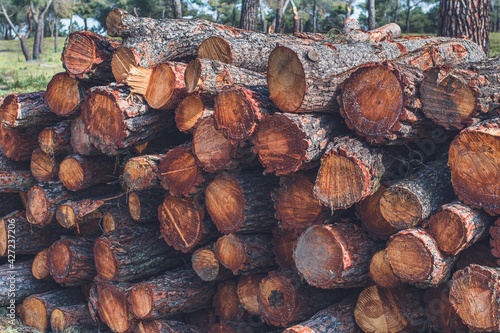 pile of wood logs from felled and stacked trees photo