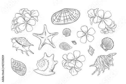 Seashells and frangipani set. Shells and plumera flowers isolated in white background. Sketch ector illustration