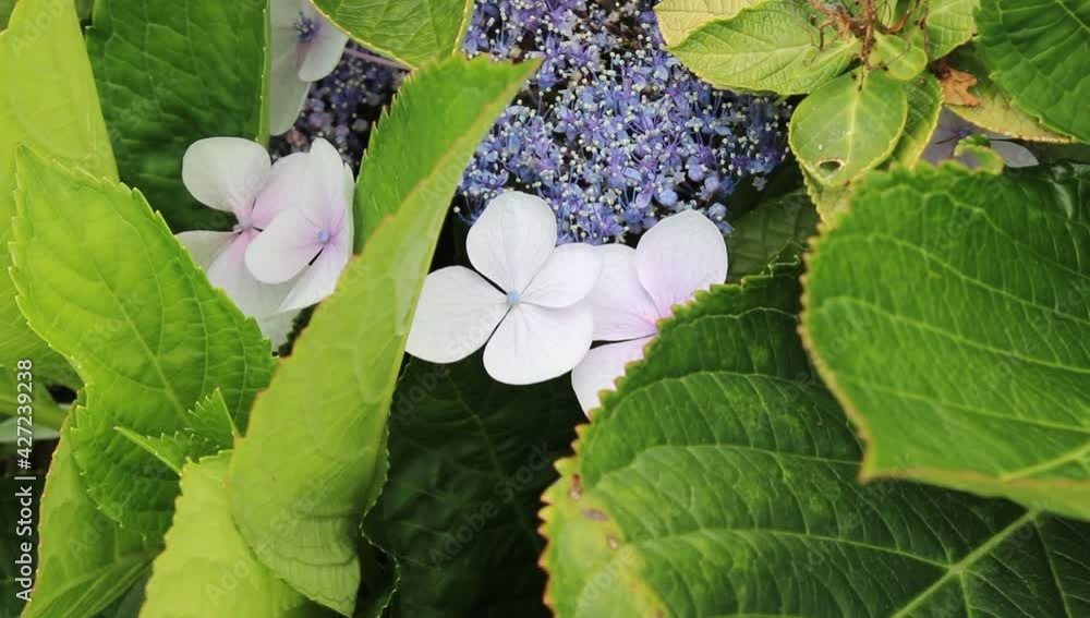Una planta de hojas blancas y azules en un bosque de arboles de hojas