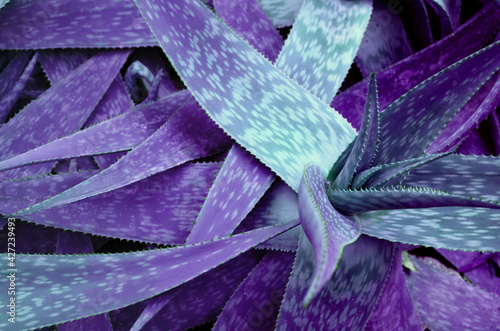 Aloe cactus, natural pattern, dark violet tone.