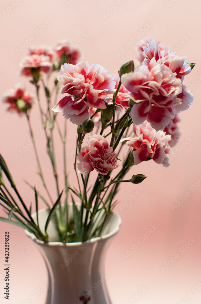 A bouquet of spray carnations in a vase on a pink background. Bouquet of flowers close-up.