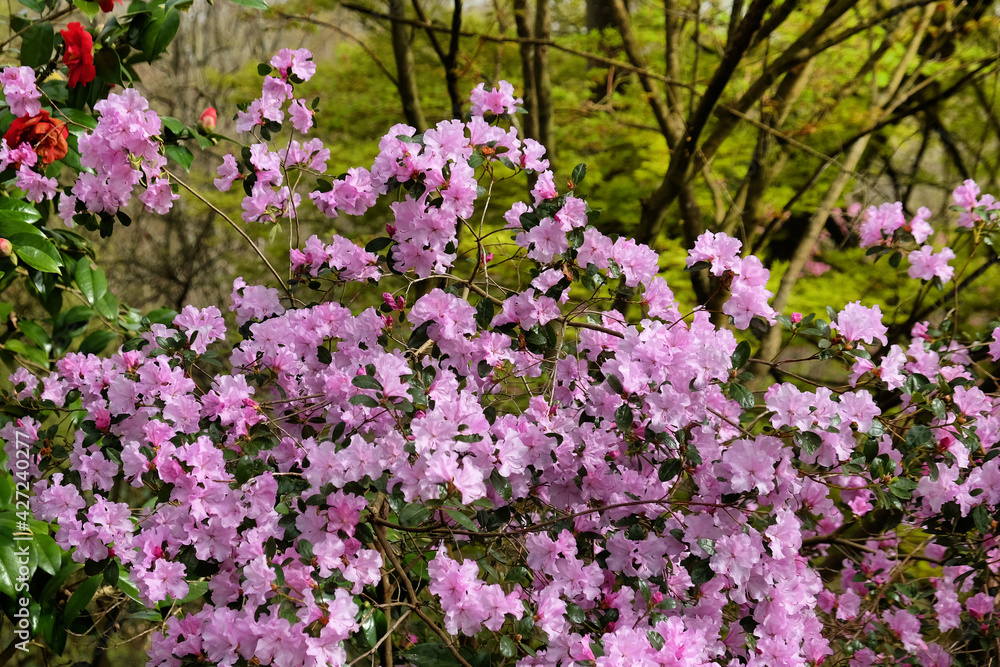 Purple Californian Rhododendron Emasculum in flower