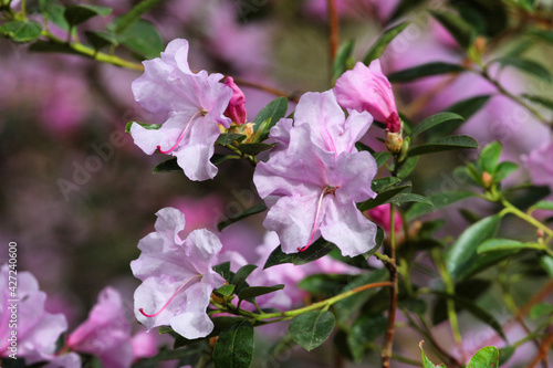 Purple Californian Rhododendron Emasculum in flower photo