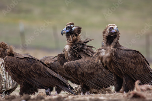 Cinereous Vulture   Aegypius monachus  in its natural habitat. Wildlife.