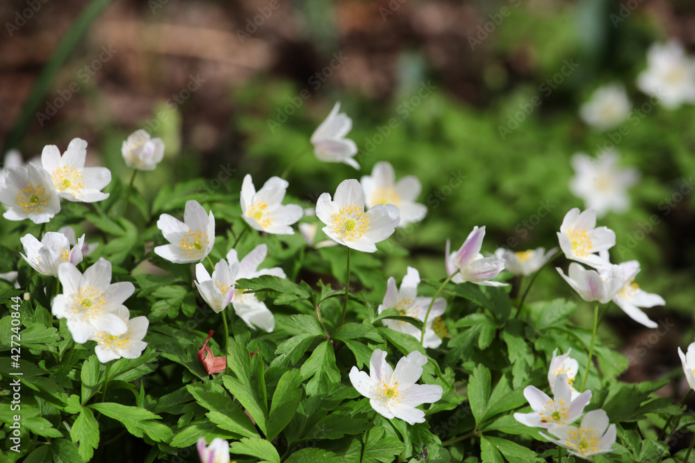 White Wood Anemone in flower White Wood Anemone in flower