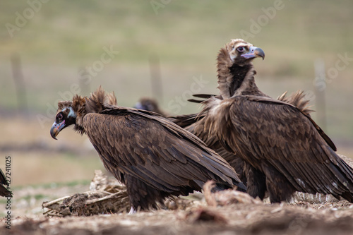 Cinereous Vulture   Aegypius monachus  in its natural habitat. Wildlife.