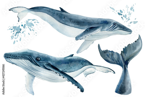 Set os whales on isolated white background, watercolor illustration. Blue whale