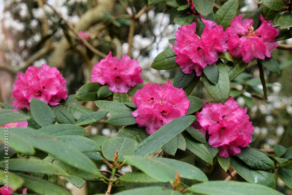 Dark pink 'Rhododendron Barbatum' or bearded rhododendron in flower Dark pink 'Rhododendron Barbatum' or bearded rhododendron in flower
