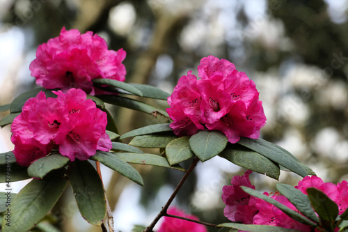 Dark pink 'Rhododendron Barbatum' or bearded rhododendron in flower photo