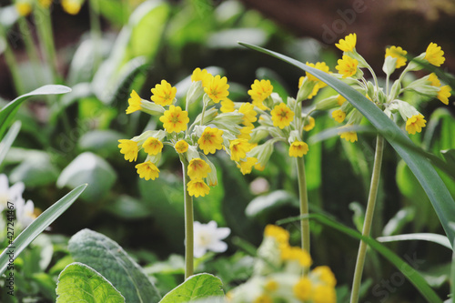 Yellow cowslip primroses 'Primula Veris' in flower