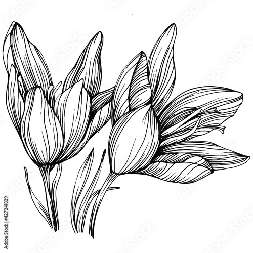 Crocus or saffron flower. Floral botanical flower. Isolated illustration element. Vector hand drawing wildflower for background, texture, wrapper pattern, frame or border.