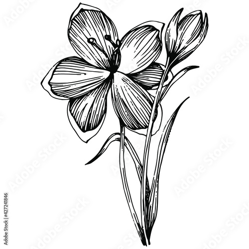 Crocus or saffron flower. Floral botanical flower. Isolated illustration element. Vector hand drawing wildflower for background, texture, wrapper pattern, frame or border.