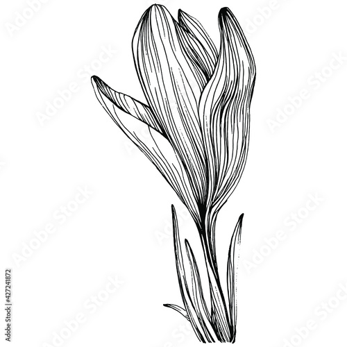 Crocus or saffron flower. Floral botanical flower. Isolated illustration element. Vector hand drawing wildflower for background, texture, wrapper pattern, frame or border.