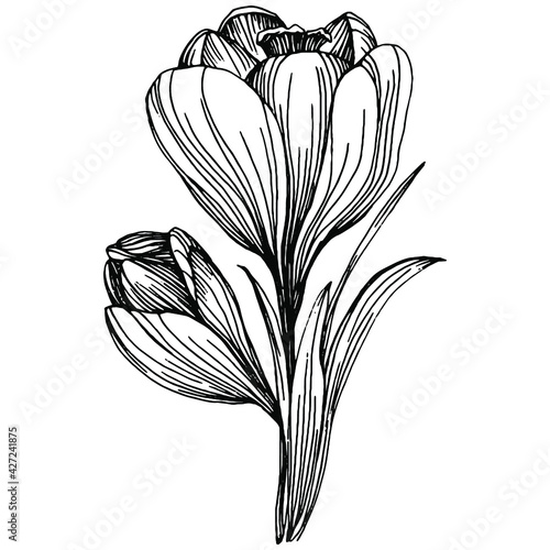 Crocus or saffron flower. Floral botanical flower. Isolated illustration element. Vector hand drawing wildflower for background, texture, wrapper pattern, frame or border.