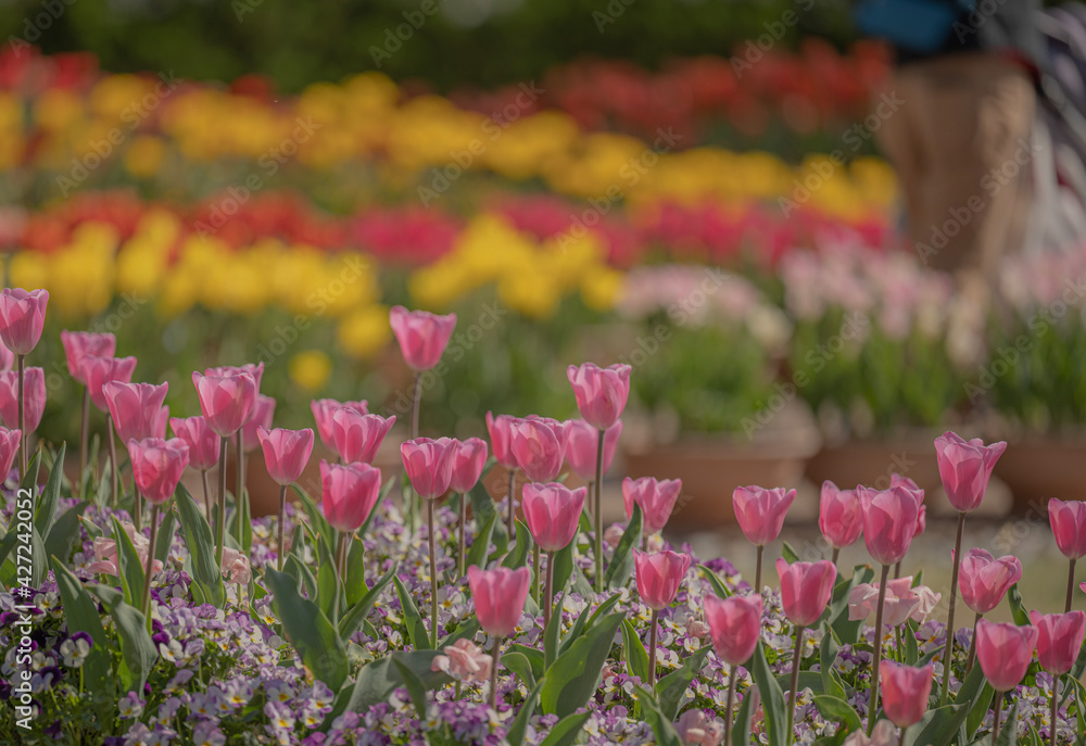 Fototapeta premium field of tulips