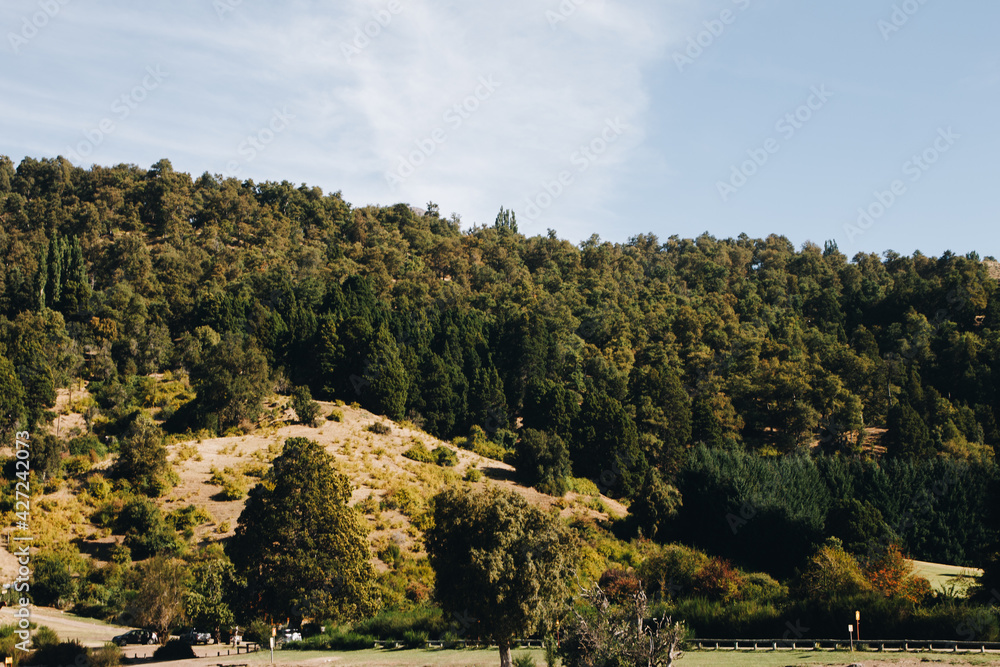 Obraz premium bosque en la montaña