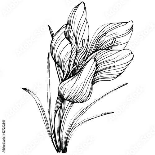 Crocus or saffron flower. Floral botanical flower. Isolated illustration element. Vector hand drawing wildflower for background  texture  wrapper pattern  frame or border.