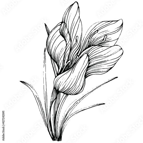 Crocus or saffron flower. Floral botanical flower. Isolated illustration element. Vector hand drawing wildflower for background, texture, wrapper pattern, frame or border.