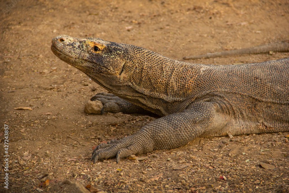 Wild Komodo dragons on the island of Komodo, Flores