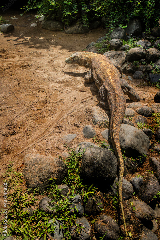 Komodo Dragon