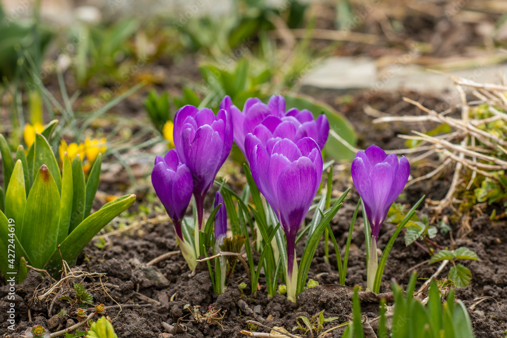 spring crocus flowers