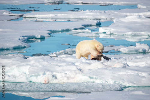 Polar Bear eating adult seal on ice in the artic.