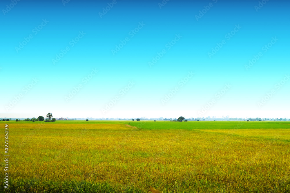 beautiful agriculture jasmine rice farm in the morning clear blue sky white cloud